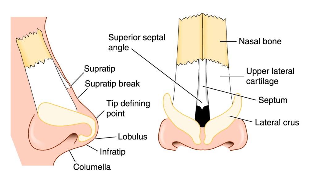 Septorhinoplasty in Turkey
